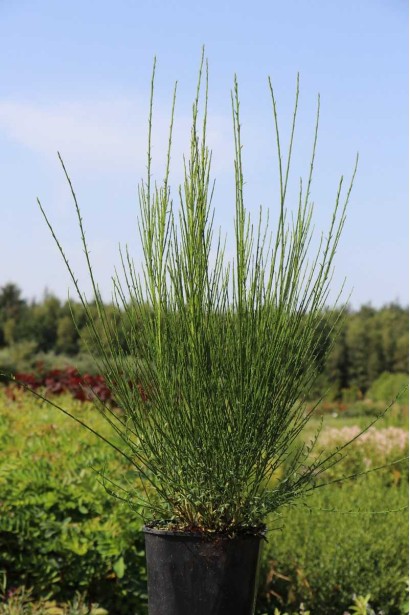 Рокитник Лена в горщику